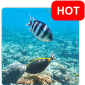 Aquatic HD Wallpaper - Movable icon
