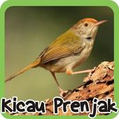 Cisticola icon