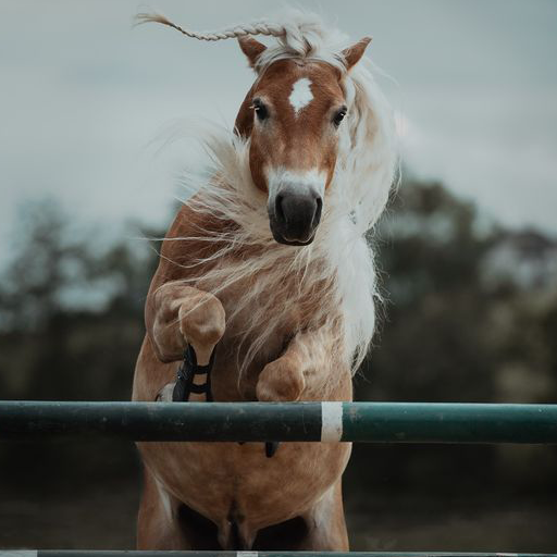 Horse Wallpaper HD Offline icon