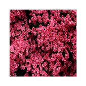 beautiful flowers icon