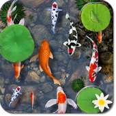 Fishes Aquarium Live Wallpaper on 9Apps