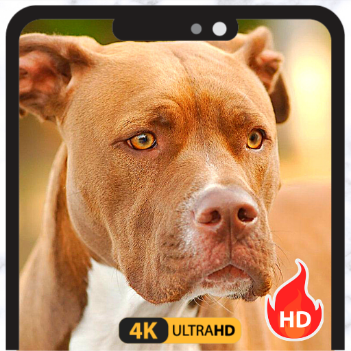 Best Pitbull Dog Wallpapers icon