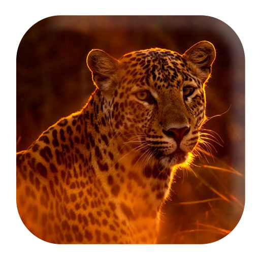 Leopard Sounds icon