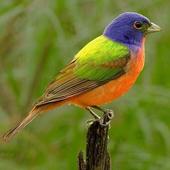 Beautiful Birds Wallpapers HD icon