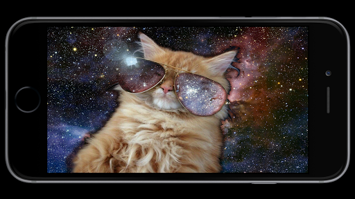 Cool Cat Wallpaper screenshot 6