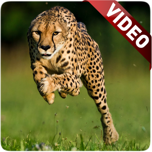 Cheetah Video Live Wallpaper icon