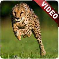 Cheetah Video Live Wallpaper