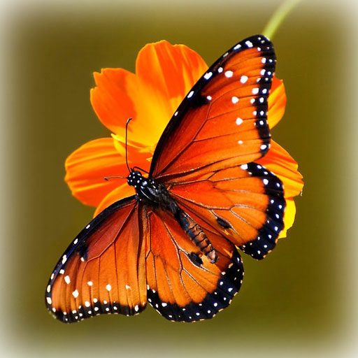 Butterfly Wallpapers icon