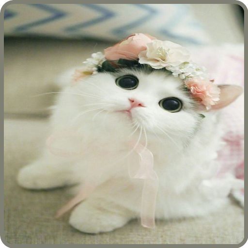 Cute Cat Wallpapers icon