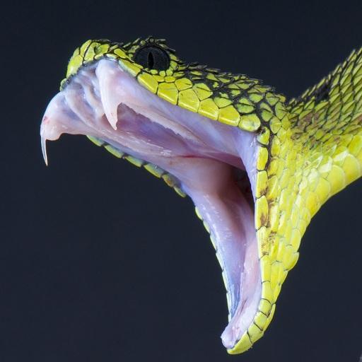 2020 Snake On Screen Prank icon