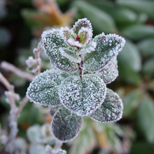 Зимние и Осенние Цветы Живые Обои иконка