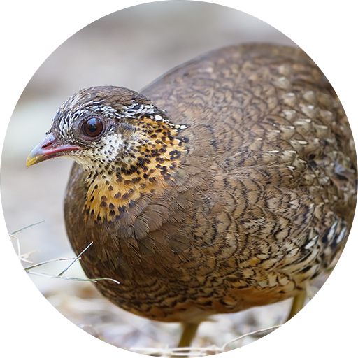Quail Call Sounds icon