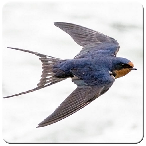 Super Stereo Walet icon