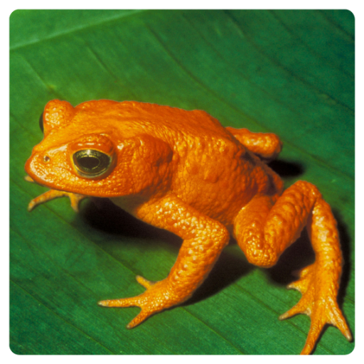 Frog Sounds - Frogs Croaking Sounds icon