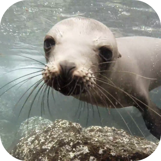 Sea Lions Video Live Wallpaper icon