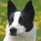 Canaan Dog Jigsaw Puzzle icon