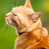 Cats Jigsaw Puzzle icon