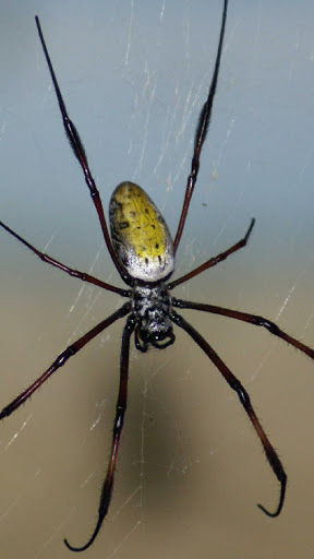 Spider Wallpapers HD & 4k Hintergründe screenshot 8