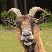 Funny Goat Sounds icon
