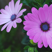 ikon Tube Video Downloader