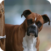 Boxer Dog Wallpaper icon