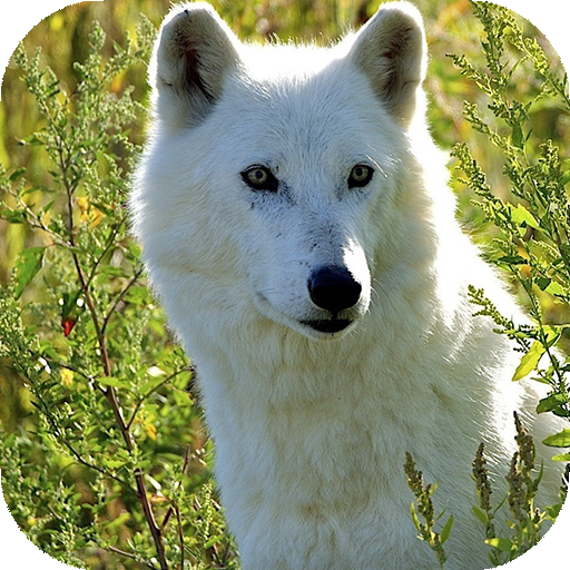 Wolf Wallpapers HD &amp; 4k Backgrounds icon