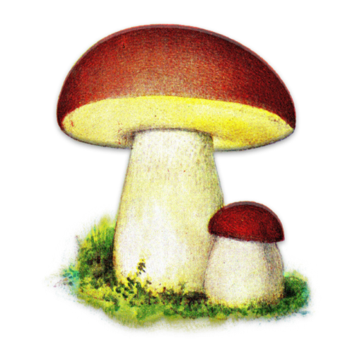 Atlas grzybów иконка
