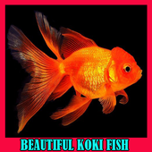 Beautiful Koki Fish Gallery icon