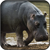 Hippopotamus wallpapers icon