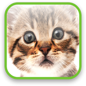 Cute Kitty Video Wallpaper icon