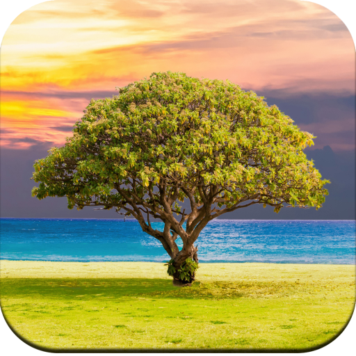 Tree Wallpaper 4K icon