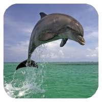 Dolphin 3d. Video Wallpaper