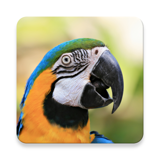 รวมชุดเสียงนกแก้ว ~ Sclip.app icon