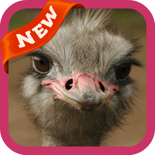Ostrich Wallpaper icon