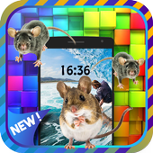 Live Mouse In Phone - Prank icon