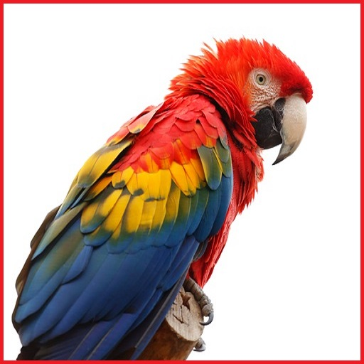 Animals and Birds icon