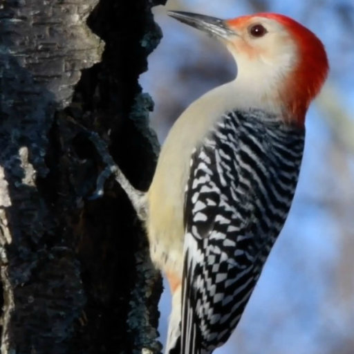 Bird Live Wallpaper PRO icon