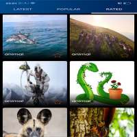 animals Wallpapers on 9Apps