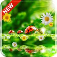 Ladybug 3D Live Wallpaper on 9Apps