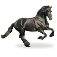 حصان خلفية متحركه on 9Apps