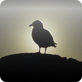 Photo Gallary by Mr HamJK icon