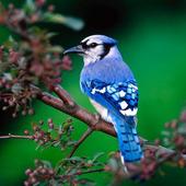 Beautiful Birds Wallpapers HD2 icon