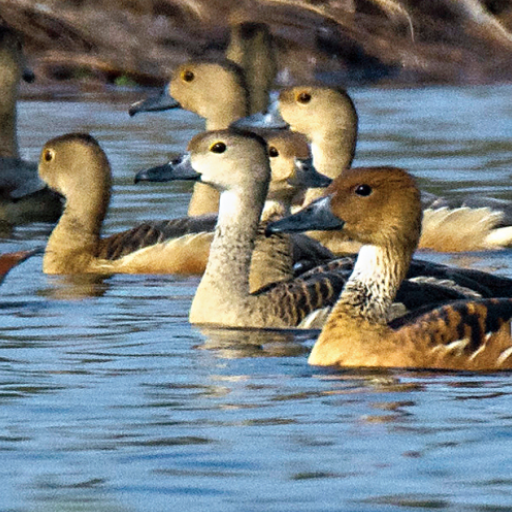 Lesser whistling duck Sounds icon