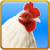 Chicken sounds and Ringtones icon