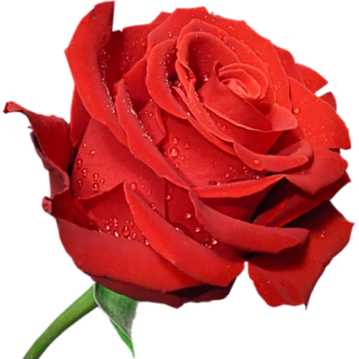 WAStickerApps - 🌹 Flowers Roses Stickers icon