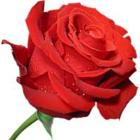 WAStickerApps - 🌹 Flowers Roses Stickers on 9Apps