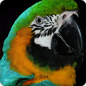 Parrot Bird Call Sounds Ringtone icon