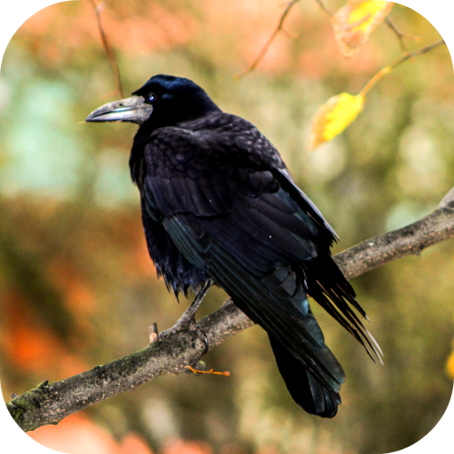 Crow Sounds icon