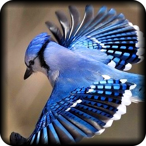 Bird Sounds and Ringtones icon