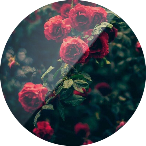 Tema-SXP Flores Rojas icon